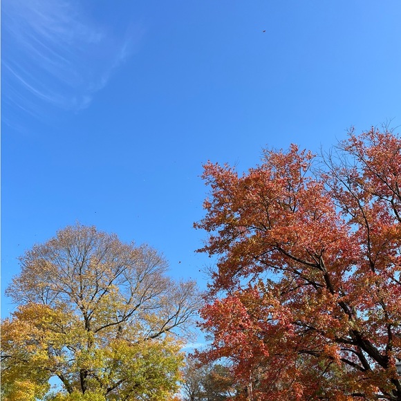 🐊 Live Listing - Picture 7 of 16